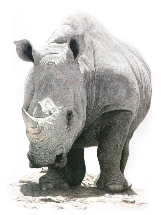Rhino